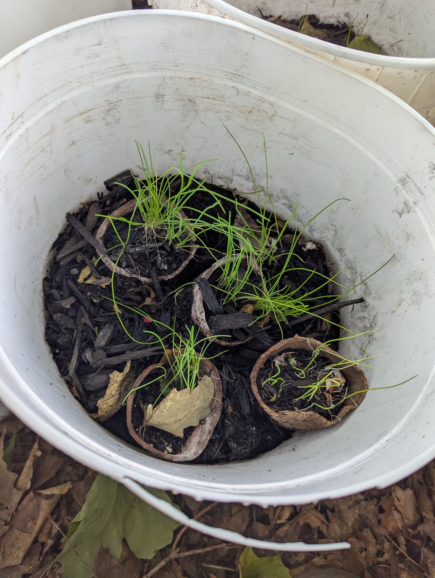 Balcony Buckets