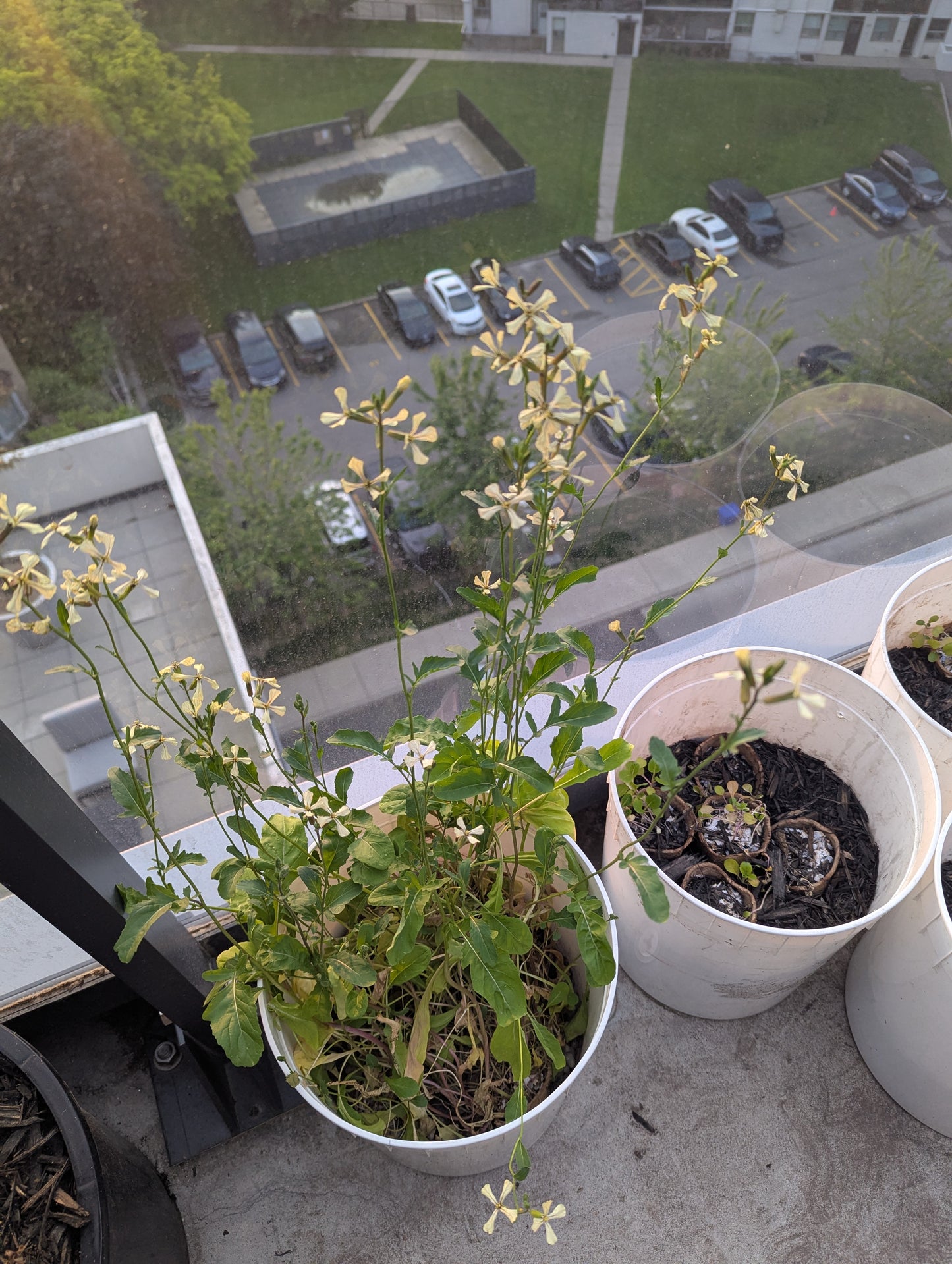 Balcony Buckets