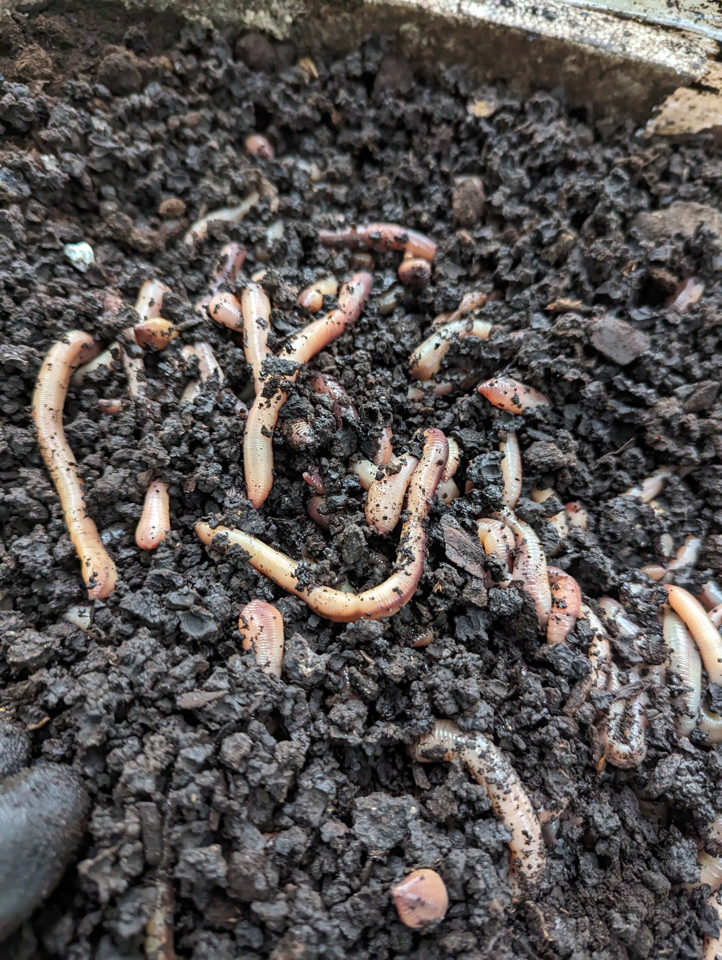 Live Worms