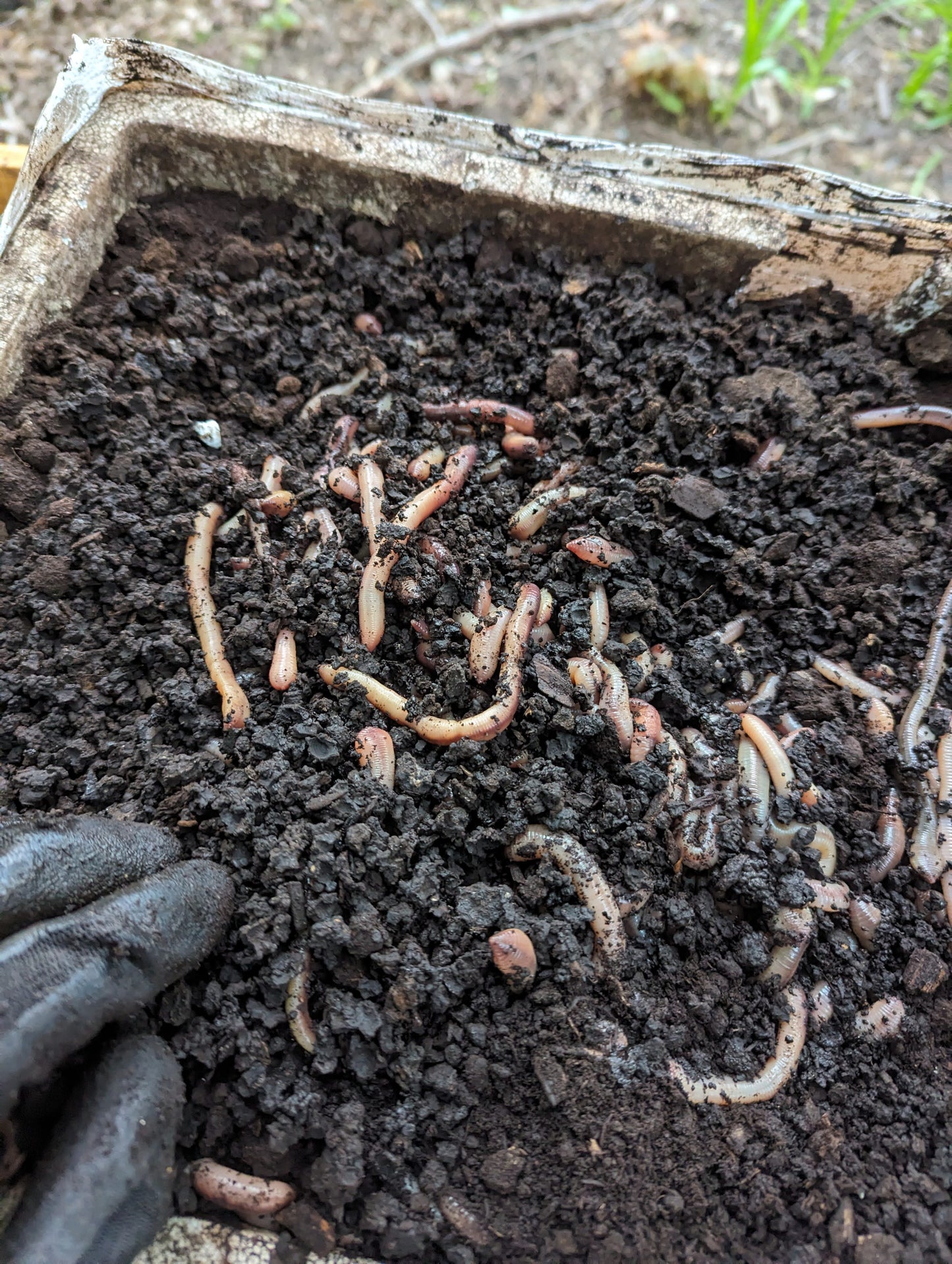 Live Worms