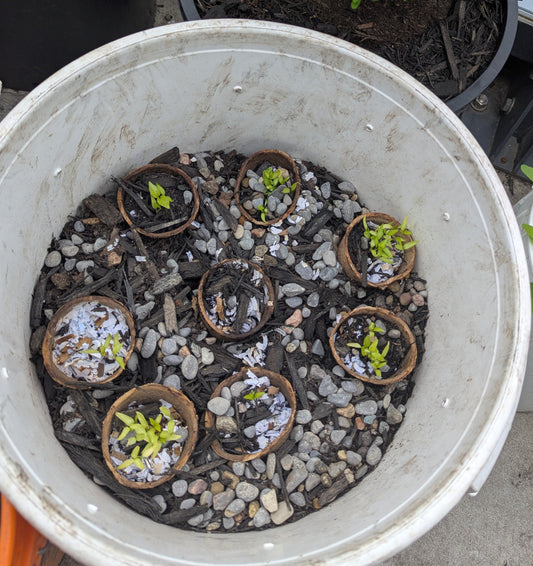 Patio Pails
