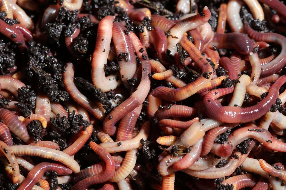Live Worms