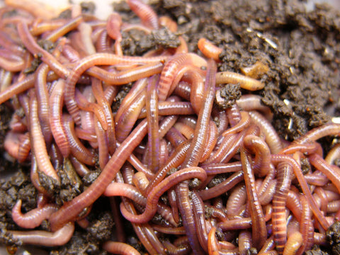 Live Worms